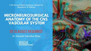 Microneurosurgical Anatomy of the CNS Vascular System  Eduardo Carvalhal Ribas MD [upl. by Davine]