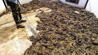 He Found 45 Rattlesnakes Under the Floor Of His House You Won’t Believe What He Did With Them [upl. by Elleoj]