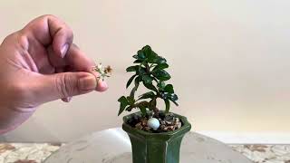 Fukien T Bonsai pruning and balcony update [upl. by Wentworth486]