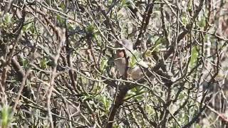 Male Eastern Subalpine Warbler Middle Camp Spurn Point 29521 [upl. by Acissej]