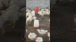 Boiler chicken farming full active boiler murga murgi best market demand for selling village [upl. by Nelad]