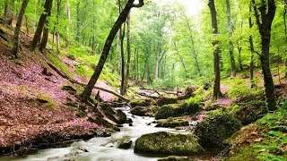 Un havre de paix chez vous  Belle forêt ruisseau et sons naturels chants doiseaux F Amathy [upl. by Cornia]