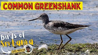 COMMON GREENSHANK  Birds of Sri Lanka with Mihela  Sound  Call [upl. by Nojid813]