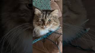 Leon super cat…stopping the knitting catshorts knitting cats catvideos [upl. by Cho]