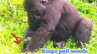 林戈除草中😆🤣Silverback gorilla family interactionsDjeeco FamilyTayariJabaliIrikiRingo [upl. by Norvan]