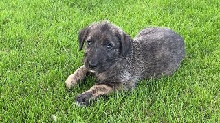 Irish Wolfhound puppy timelapse birth to 13 weeks  Orange Lilac Blue  Wolvebrigg Puppies [upl. by Wun]