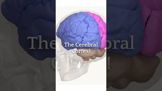 The Cerebral Cortex shorts science brainscience neuroscience anatomy [upl. by Ruosnam]