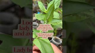 How to get rid of aphids scale and mealy bugs Simple soap and oil pesticide garden pestcontrol [upl. by Mcnelly]