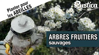 Des arbres fruitiers sauvages pour les abeilles et les oiseaux [upl. by Niles443]