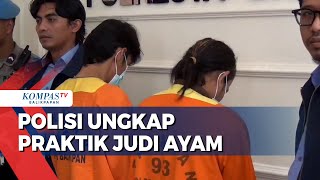 Gerebek Judi Ayam di Manggar Polisi Amankan 2 Tersangka [upl. by Aggappera55]