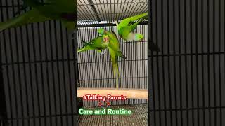 Beautiful Talking Parrots alexandrineparrot talkingparrot talking parrot youtubeshorts shorts [upl. by Vicky907]