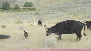 Rockin KR McNabs dogs working cattle Part Two [upl. by Tonry]