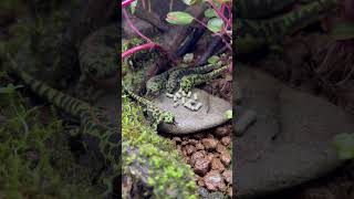 レプトミン食べてます Triturus marmoratus  Marbled newt マダライモリ shorts shortsvideo shortsfeed [upl. by Irafat298]