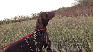 kurzhaar of djurić Urke marka na fazana Urke brand on pheasant [upl. by Dacie]