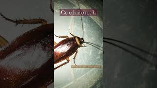 Cockroach Periplaneta Americana [upl. by Mildred]