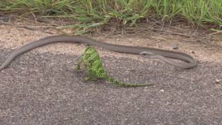 DANGEROUS SNAKE VS CHAMELEON  surprising ending [upl. by Crelin]