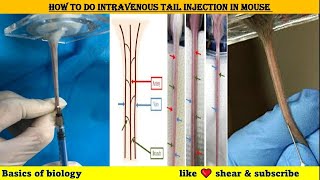 How to do intravenous tail injection in mice [upl. by Ybanrab]