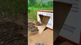 Amazing Underground Quail Trap shorts [upl. by Audwen]