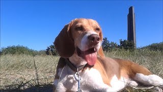 Beagle Barnie testet den Hundestrand Laboe Ostsee [upl. by Eetnwahs]