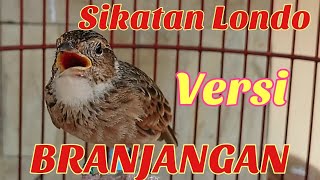 🇮🇩𝙈𝘼𝙎𝙏𝙀𝙍𝘼𝙉🇮🇩 BRANJANGAN GACOR DOR ISIAN SIKATAN LONDO FULL SPEED by Lee Birds Farm [upl. by Mall]