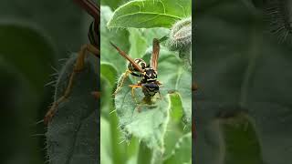 A wasp devoured a caterpillar in my garden I planted this borage as a companion plant in my garden [upl. by Ximena]