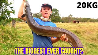 CATCHING A 130cm FRESH WATER EEL 20kg fish [upl. by Amitarp]