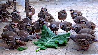 Perdiz Chukar Alectoris chukar [upl. by Salman]