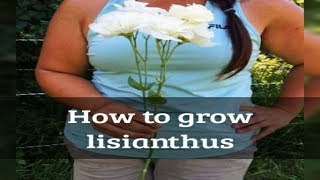 How to grow lisianthus from seed [upl. by Aehcsrop]