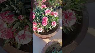 carnation plant care tips shorts carnation [upl. by Etyam]