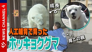 【540万回再生】人工哺育のホッキョクグマ 育ての親、飼育員との深い絆＜NEWS CH4＞ [upl. by Aoket]