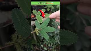 ये plant आपके छूते ही नाराज हो जाएगा😱 [upl. by Azar]