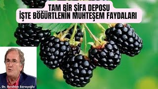 BÖĞÜRTLENİN FAYDALARI NELERDİRBÖĞÜRTLEN ÇAYI FAYDALARIBÖĞÜRTLEN YAPRAĞI FAYDALARINEYE İYİ GELİR [upl. by Francene]