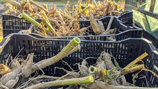 How To Dig And Store Dahlia Tubers For Winter🌸 [upl. by Yenreit]