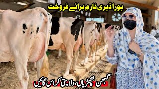 Subhan Dairy Farm  Cows Sale In Punjab  Pregnant Heifers  Sasta Farm  Pk Janwar Mandi [upl. by Llevart]