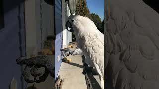 Cockatoo steals a bite of a gummy body part I believe it was an ear [upl. by Bartie634]