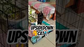 Silly Cat sillycat meow blackcat catvideos cat lol [upl. by Nnaeirb347]