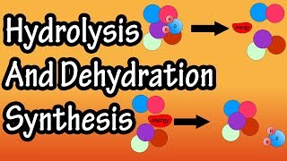 Dehydration Synthesis And Hydrolysis  What Is Anabolism  What Is Catabolism [upl. by Eldwon201]