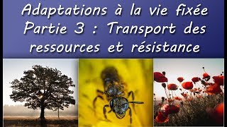 Cours TS  Adaptation à la vie fixée  Partie 3  Sèves et résistance [upl. by Viveca]