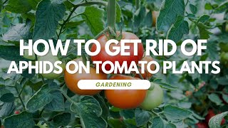 How To Get Rid of Aphids On Tomato Plants [upl. by Gusty658]