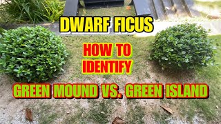 Ficus Green Island vs Green Mound Identification [upl. by Aiel]