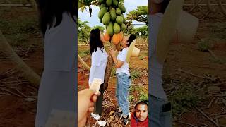 fruit papaya youtubeshorts [upl. by Zoara]