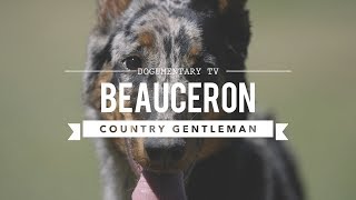 ALL ABOUT BEAUCERON THE COUNTRY GENTLEMAN [upl. by Akim]