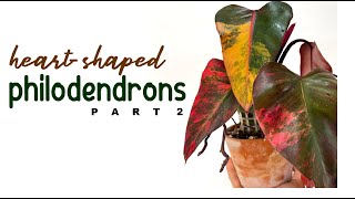 Philodendron Varieties Guide HeartShaped Edition  Part 2  Philodendron  Herb Stories [upl. by Ahseina]