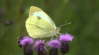 Bělásek zelný  Pieris brassicae [upl. by Deron]