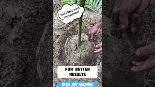 Betelnut fertilizer npk mixture for better yield best arecanut plant [upl. by Cacie]