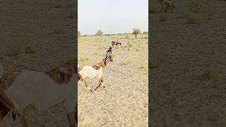 goat farming india in pakistan l shortvideo goat youtubeshort [upl. by Sumerlin]