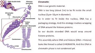 Chromatin Chromosome Chromatid Centromere Hindi [upl. by Atikan]