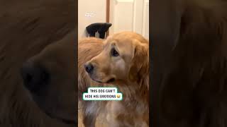 Dog makes sad quivering face 🥺 🎥 Collab [upl. by Sibilla392]