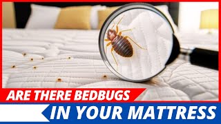 How to Check if Your Mattress Has Bedbugs [upl. by Modesty259]