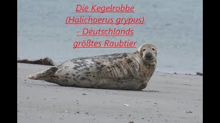 Die Kegelrobbe Halichoerus grypus  Deutschlands größtes Raubtier [upl. by Ijnek]